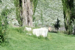 doggy daycare in mammoth, california
