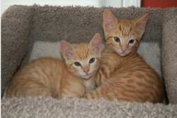 veterinarian in mammoth, california