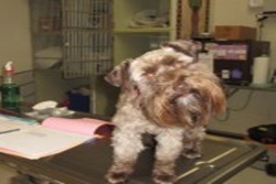 vet in bishop, california