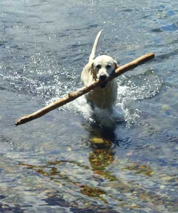 dogs in mammoth