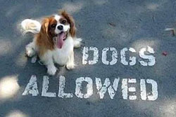 pet daycare in mammoth, california