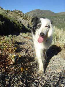 dogs and the desert heat